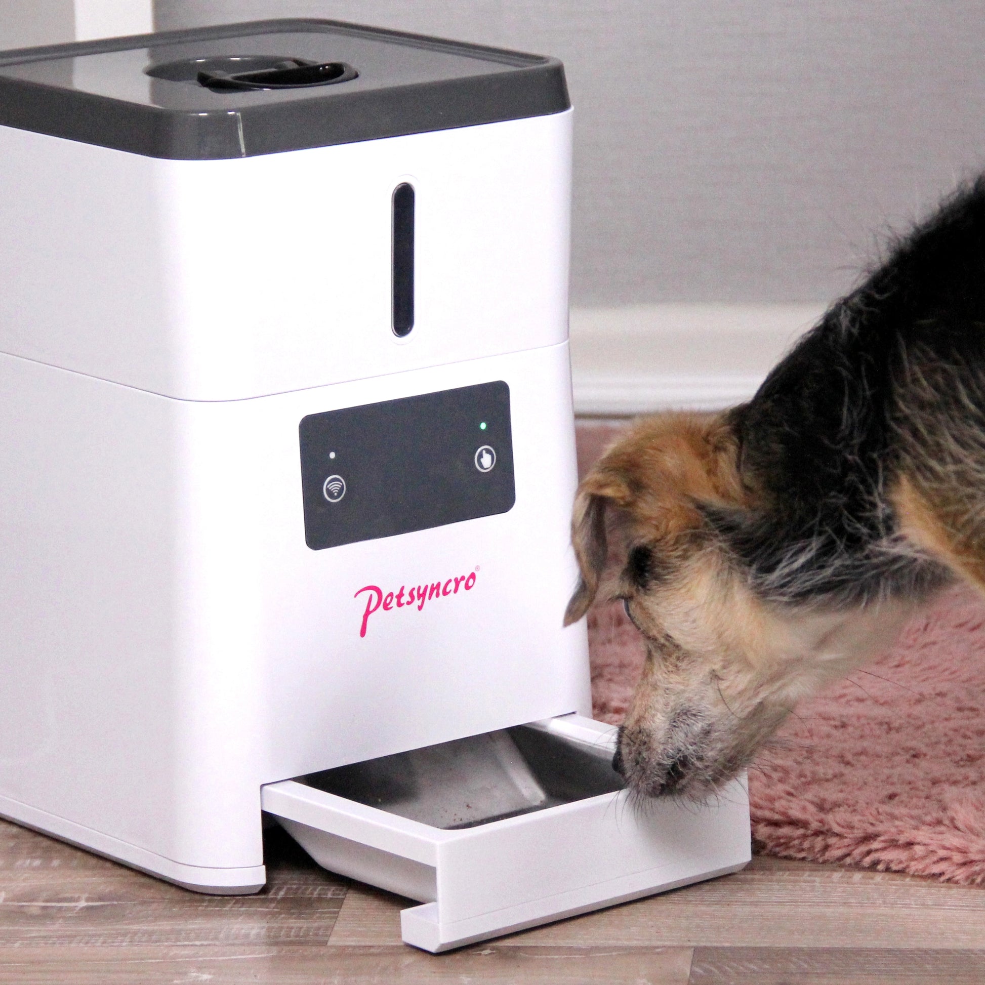 FeedMe WiFi für Hunde