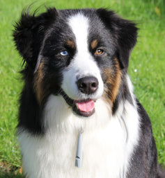 HearMe Whistle
