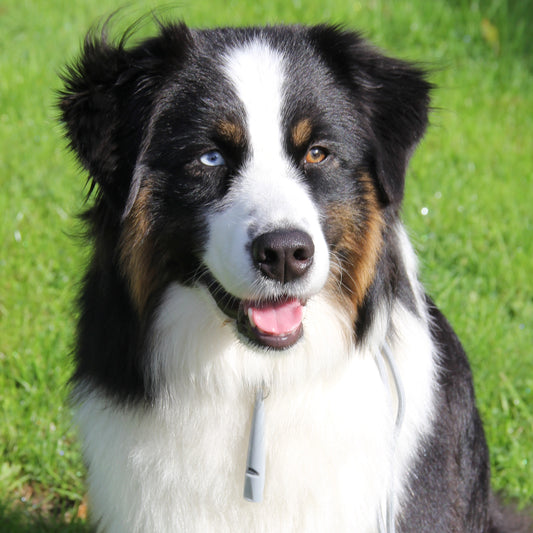 HearMe Whistle