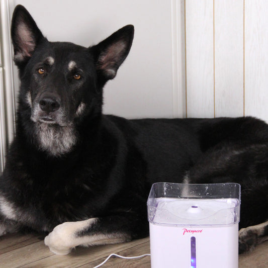 RefreshMe für Hunde